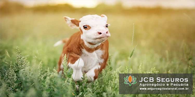 Cotacao Seguro de Gado