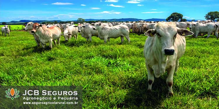 Faq - Seguro Pecuario