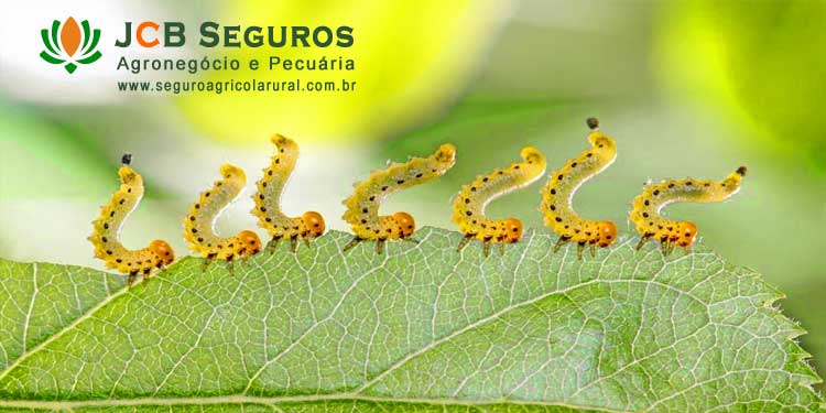 Seguro Agricola Rural Contra Pragas