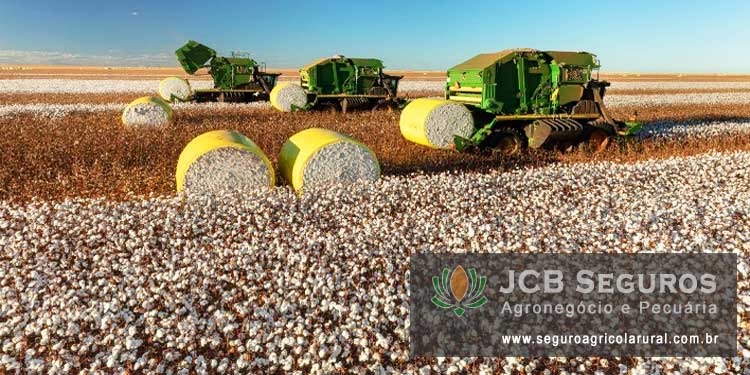 Seguro Agricola Rural Safra Algodão