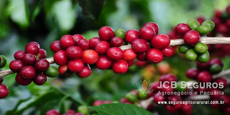 Seguro Agricola Rural Safra Café