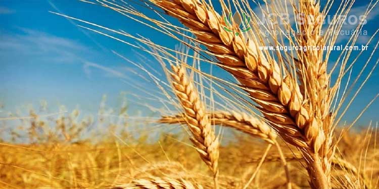 Seguro Agricola Rural Safra Trigo