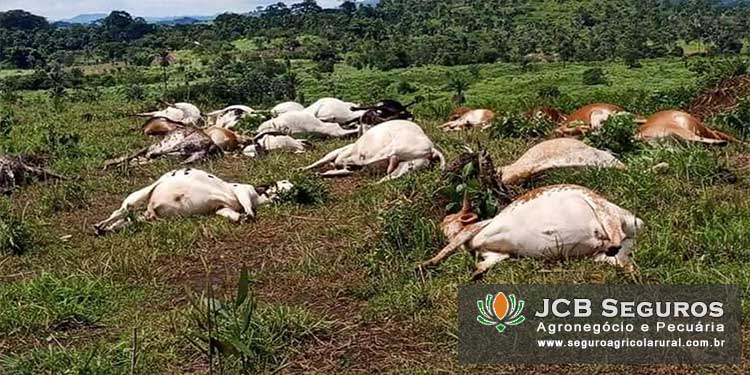 Seguro para Morte de Gado