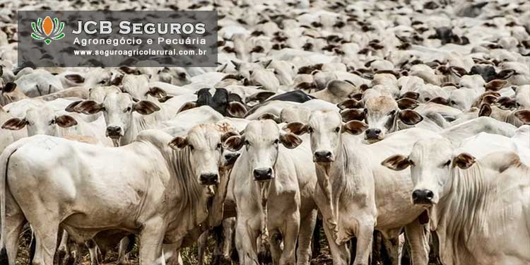 Seguro Pecuario Animais Reproducao