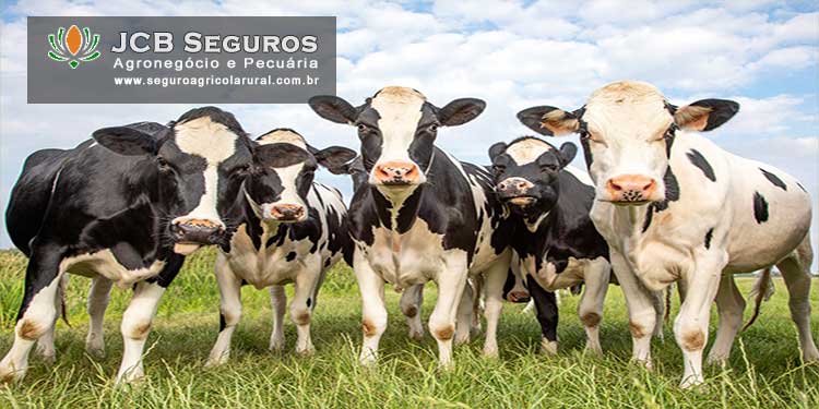 Seguro Pecuario para Bovinos