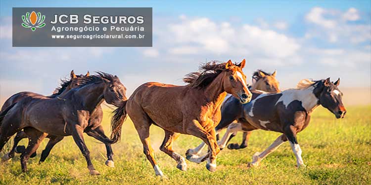 Seguro Pecuario para Cavalo