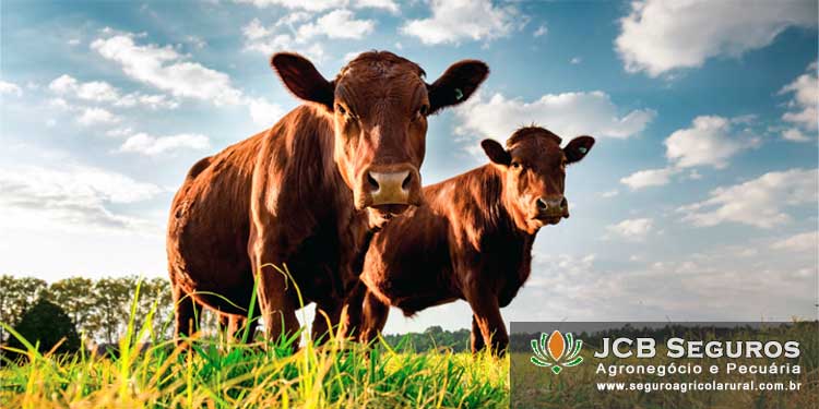 Seguro Pecuario para Gado